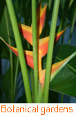 Bird of Paradise