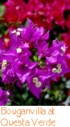 Bouganvilla flowers at Queste Verde